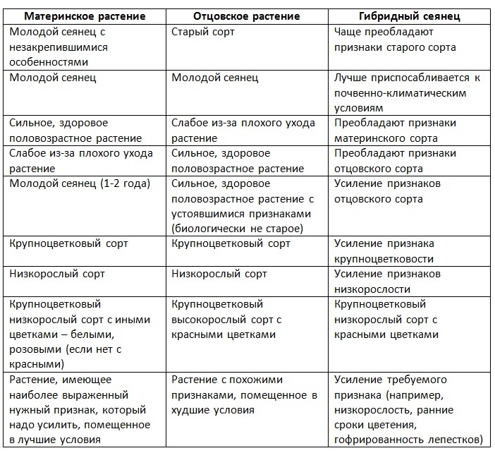 Принципы подбора родительских растений при селекции флоксов
