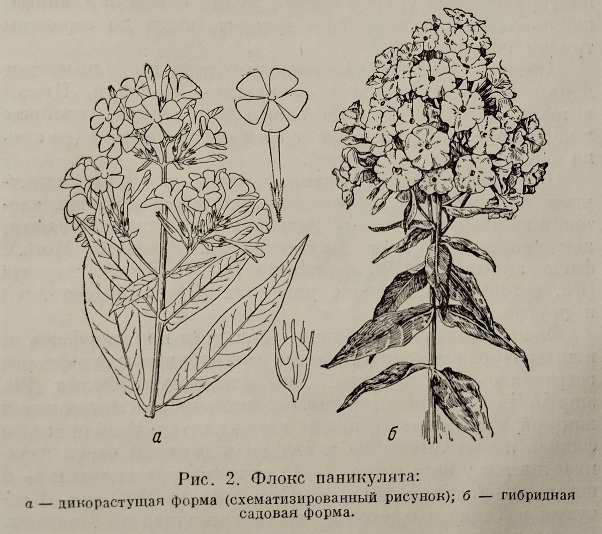 Иллюстрация из книги П.Г.Гаганова "Флоксы многолетние"