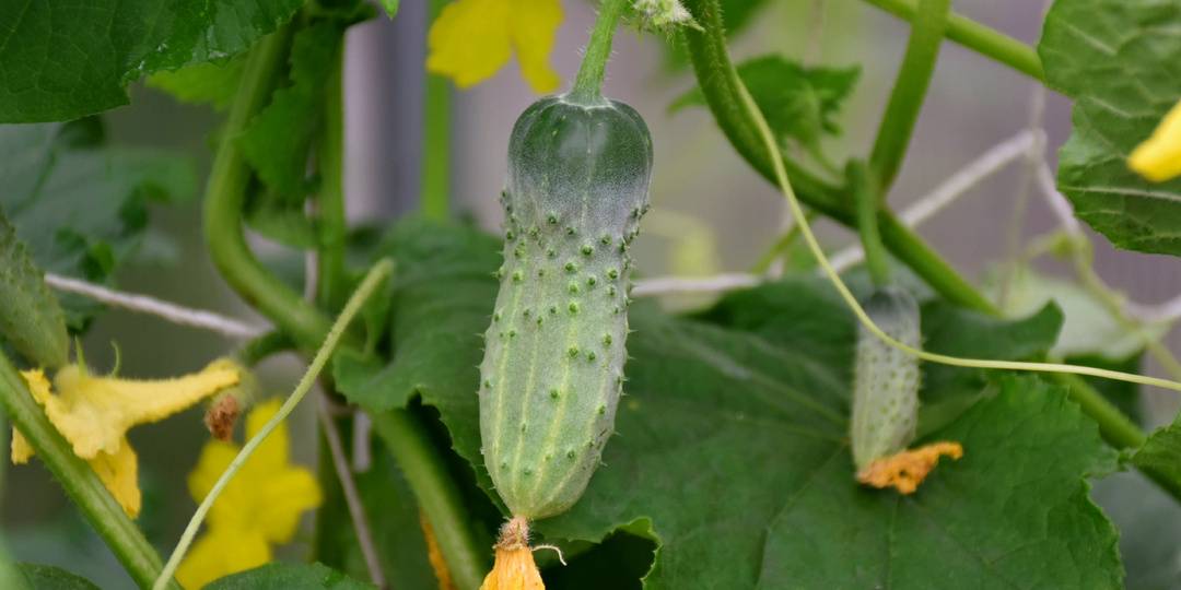 Теперь активно обрываю листья у огурцов. Зачем я это делаю и как