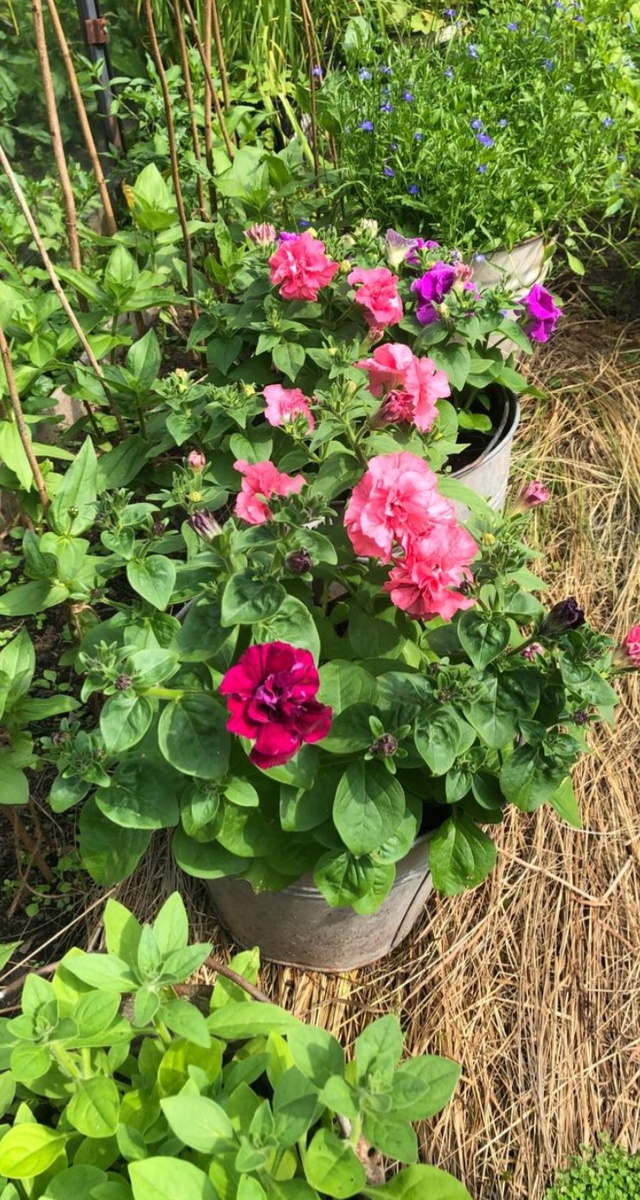 Петуния Дуо F1