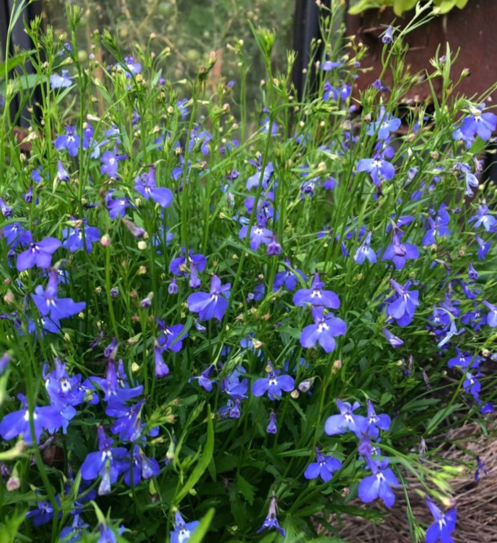 Лобелия, к моему большому сожалению это однолетник