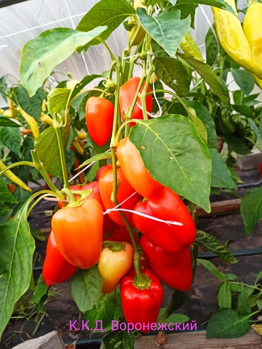 Созрел полностью весь куст! Ранний