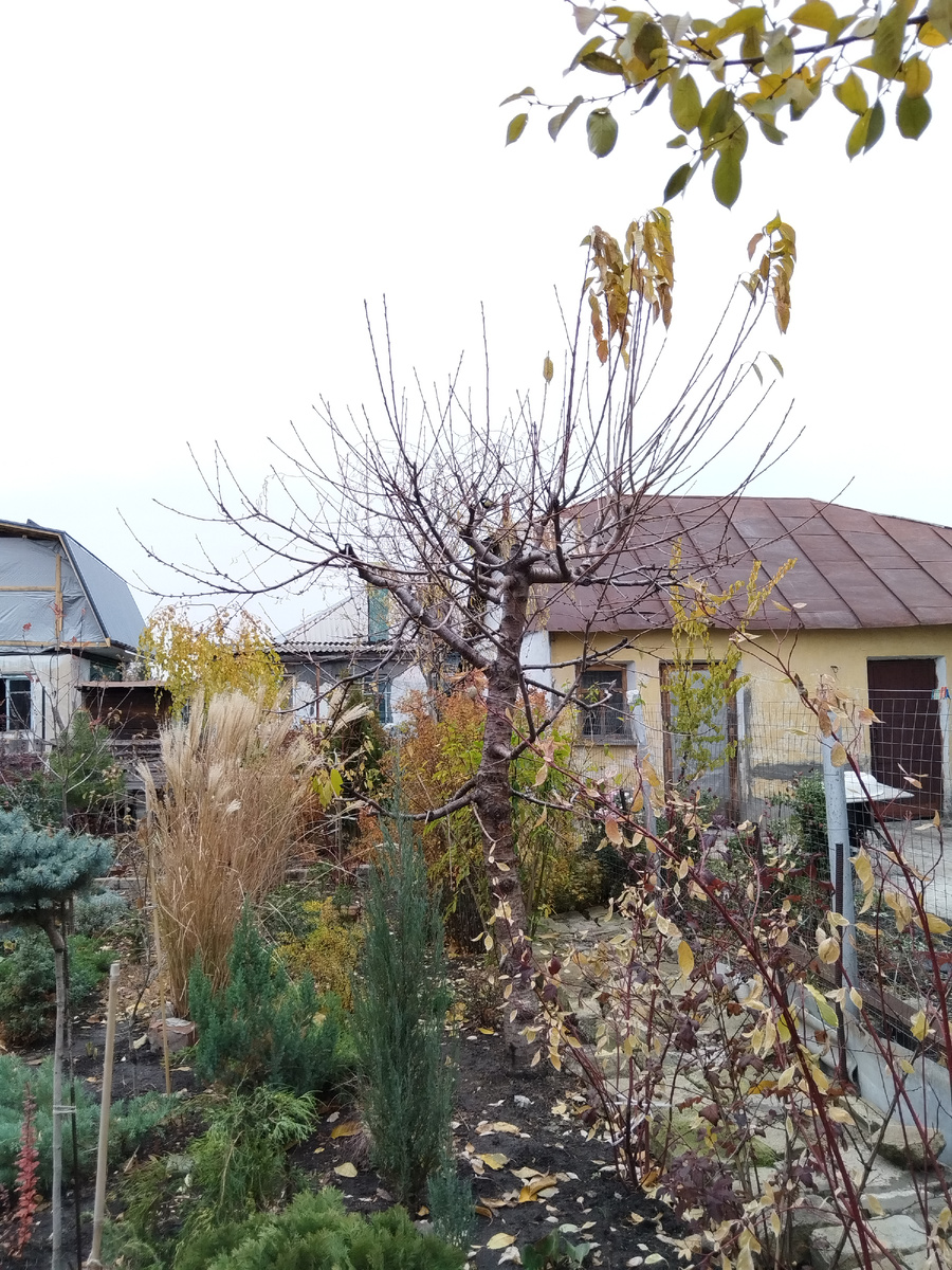 Моя черешня, которой скоро предстоит стать дровами