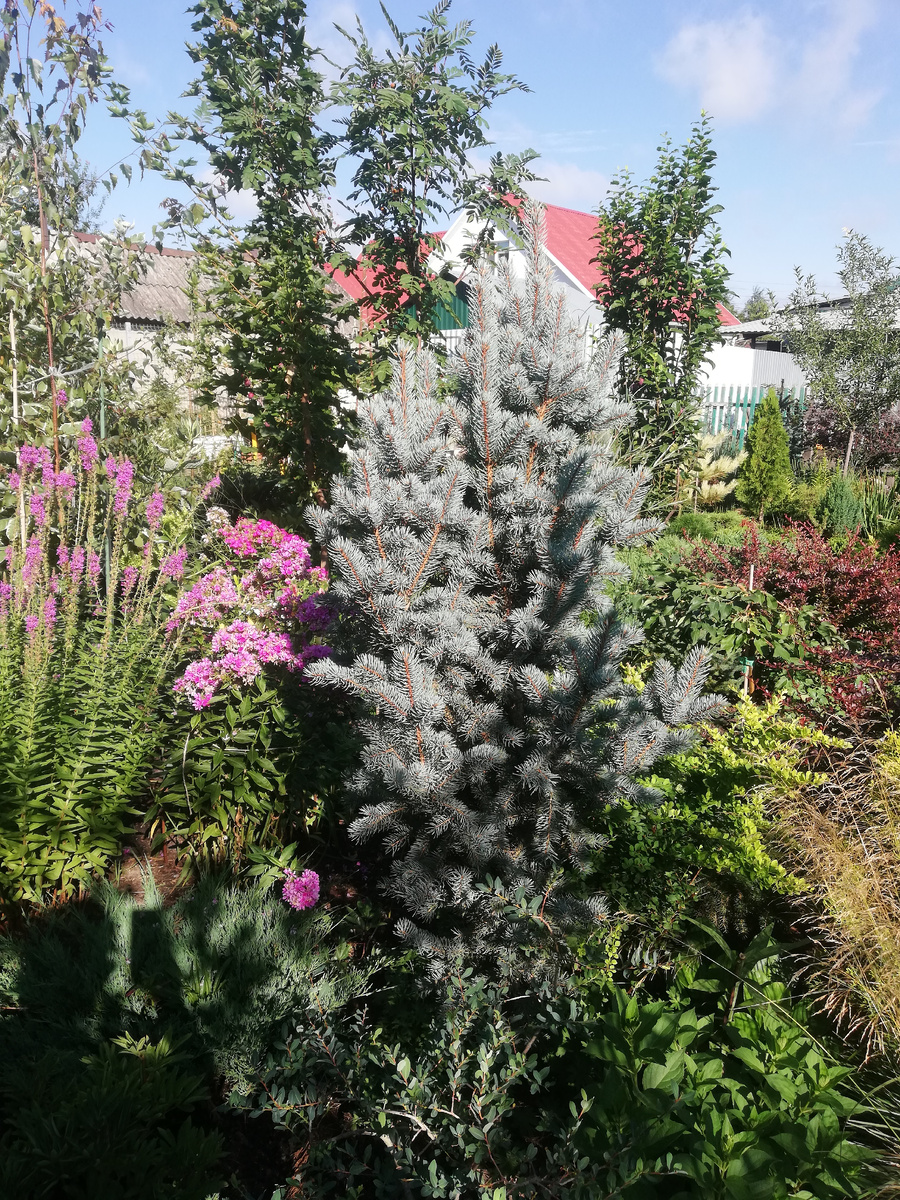 У меня так плотно сидят рядом растения с совершенно разными потребностями, что я с трудом представляю организацию им капельного полива... Лучше дождя всё равно ничего пока не придумали)))