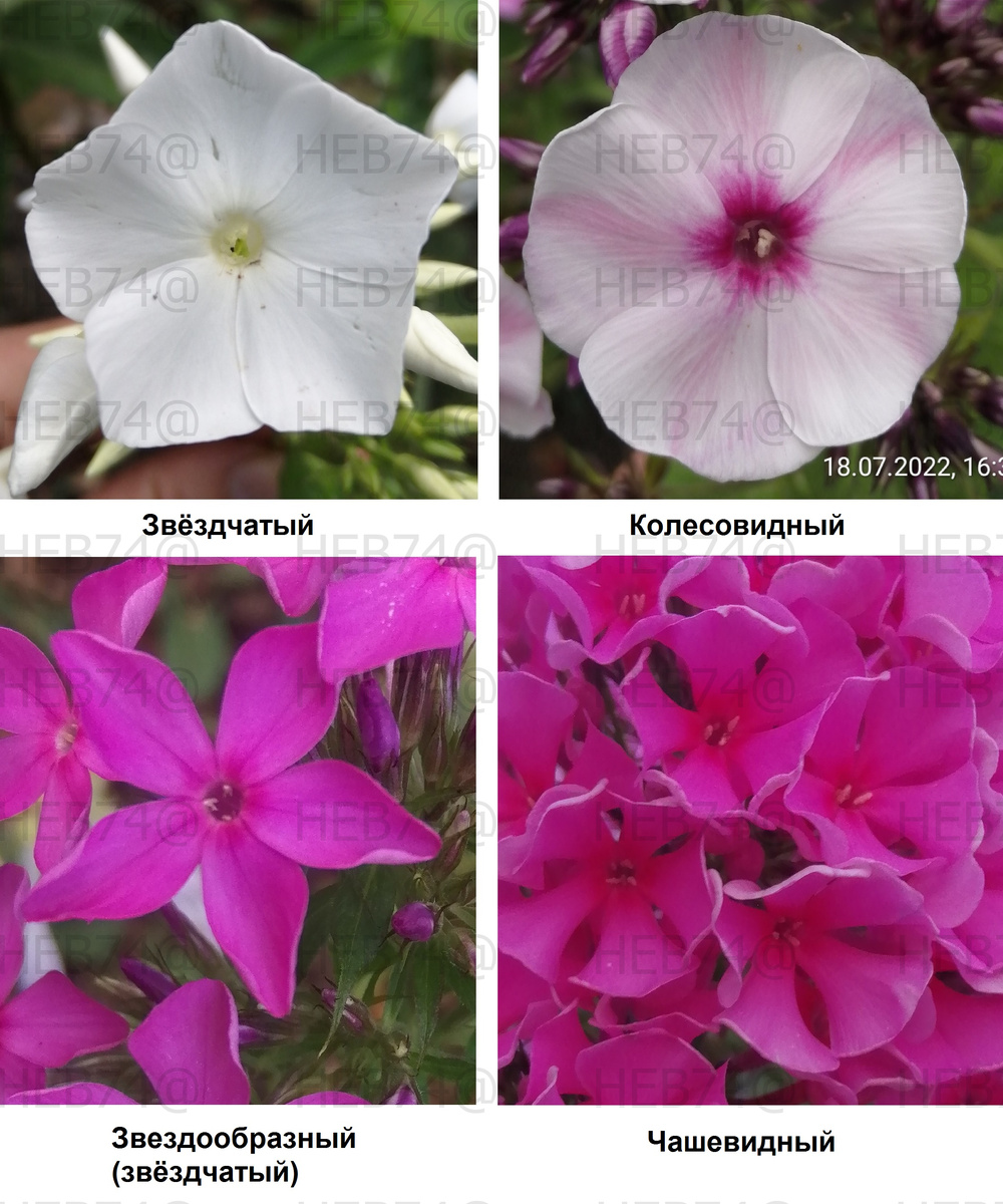 Форма венчиков флоксов