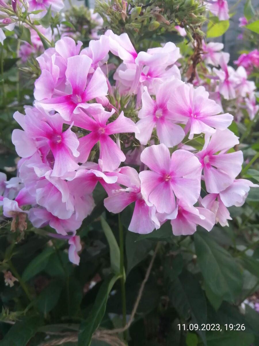 Флокс Румяный, осеннее цветение