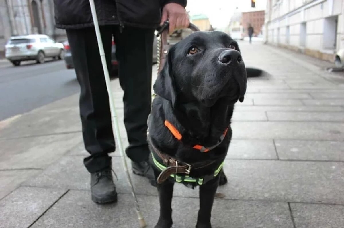    Инвалид из Пермского края лишился пса-поводыря из-за ссор с кондукторами