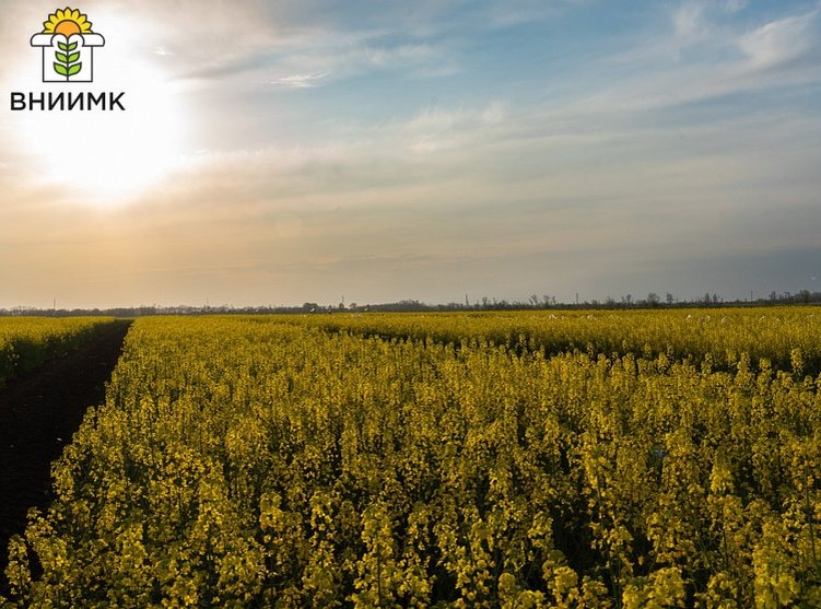    Масличными лидерами по объему высева семян в 2024 году стали сорта селекции ВНИИМК