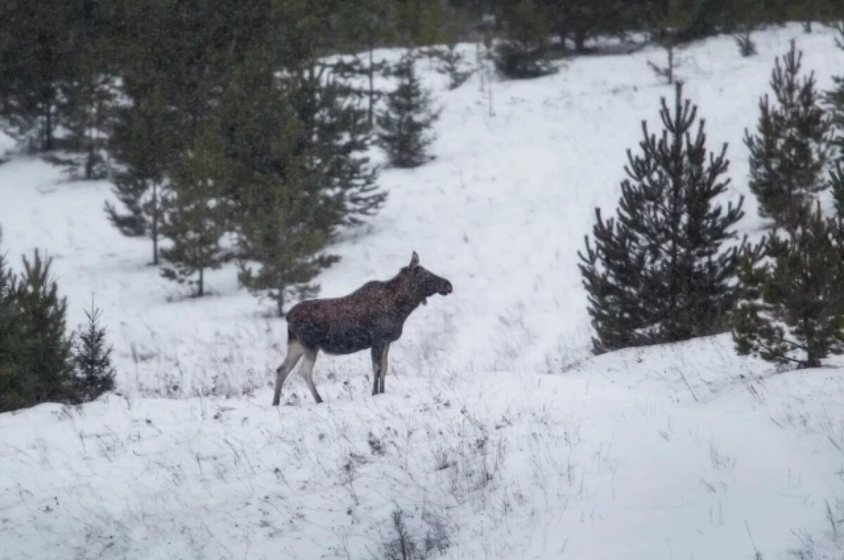    С 15 января в Удмуртии начали вести «лесную перепись»