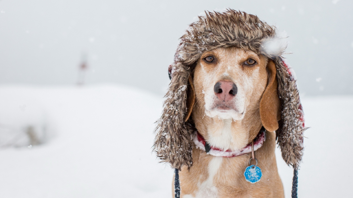 Собака в шапке