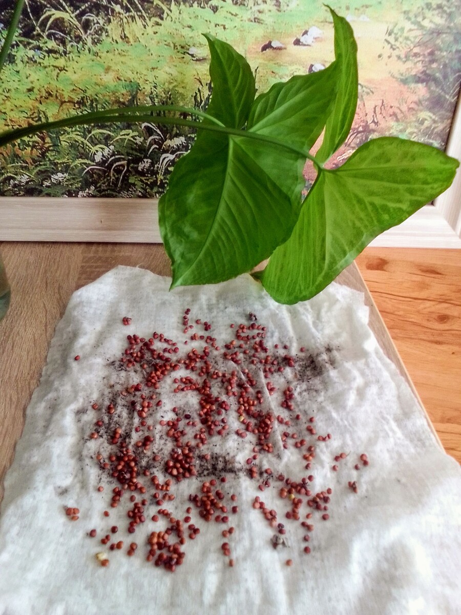 Мои семена дайкона 