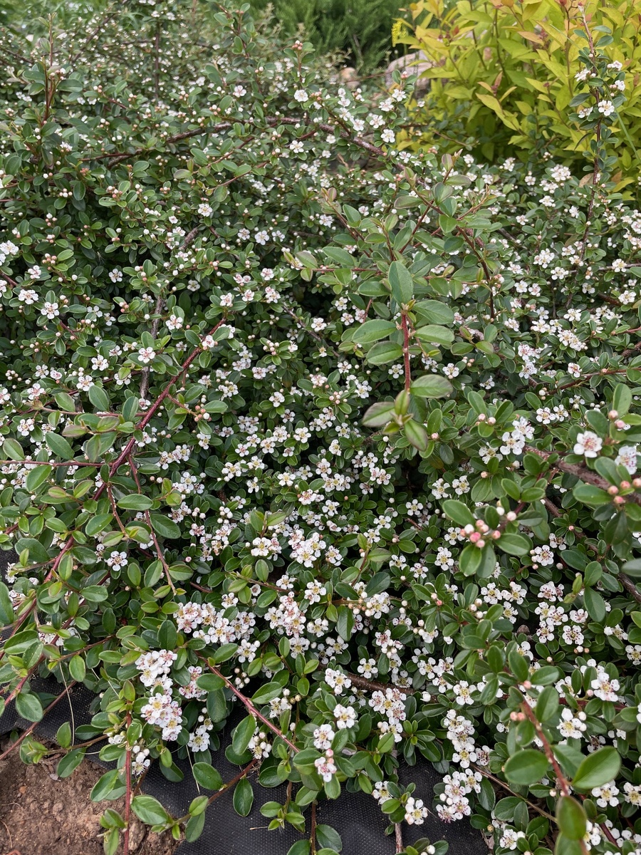 Кизильник в цвету