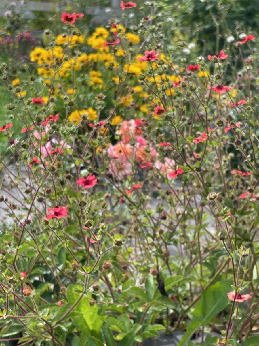 Лапчатка непальская