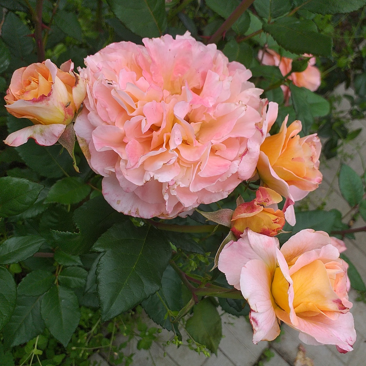 роза Августа Луиза, фото автора