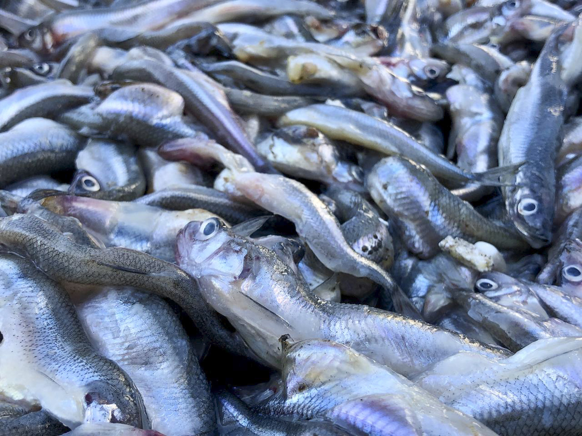 Рыбу будут проверять на безопасность.  Фото: Фото: ФедералПресс / Кирилл Конторщиков