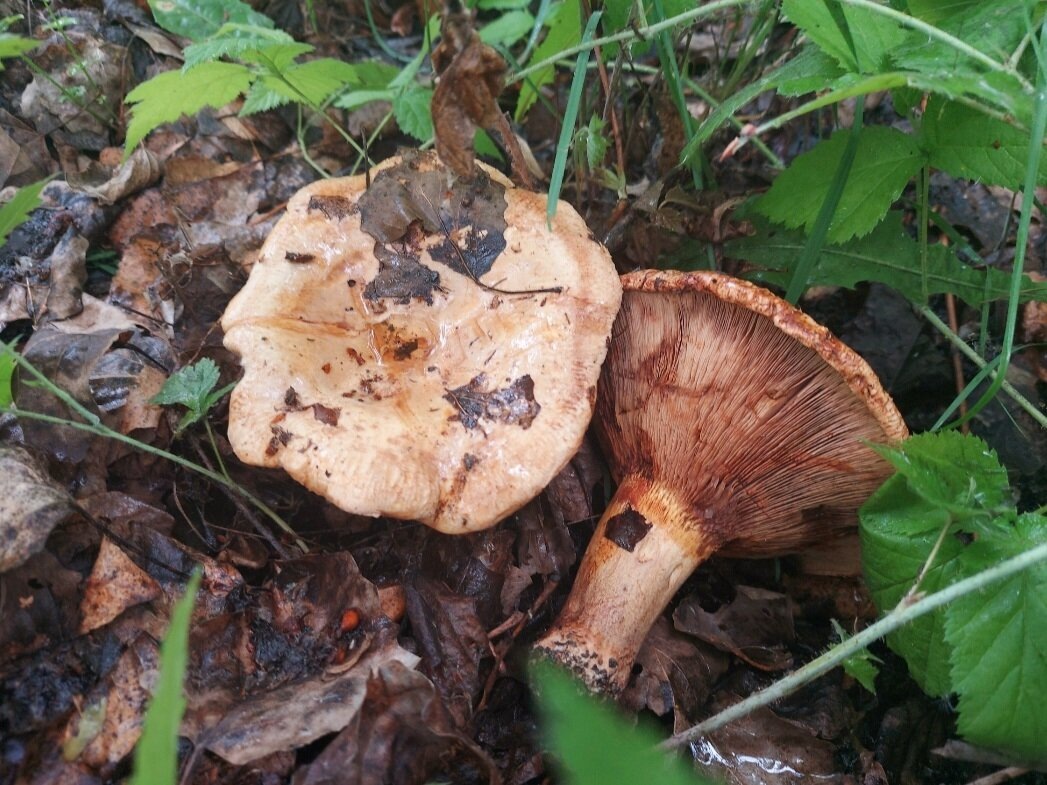 Автор фото Грибная