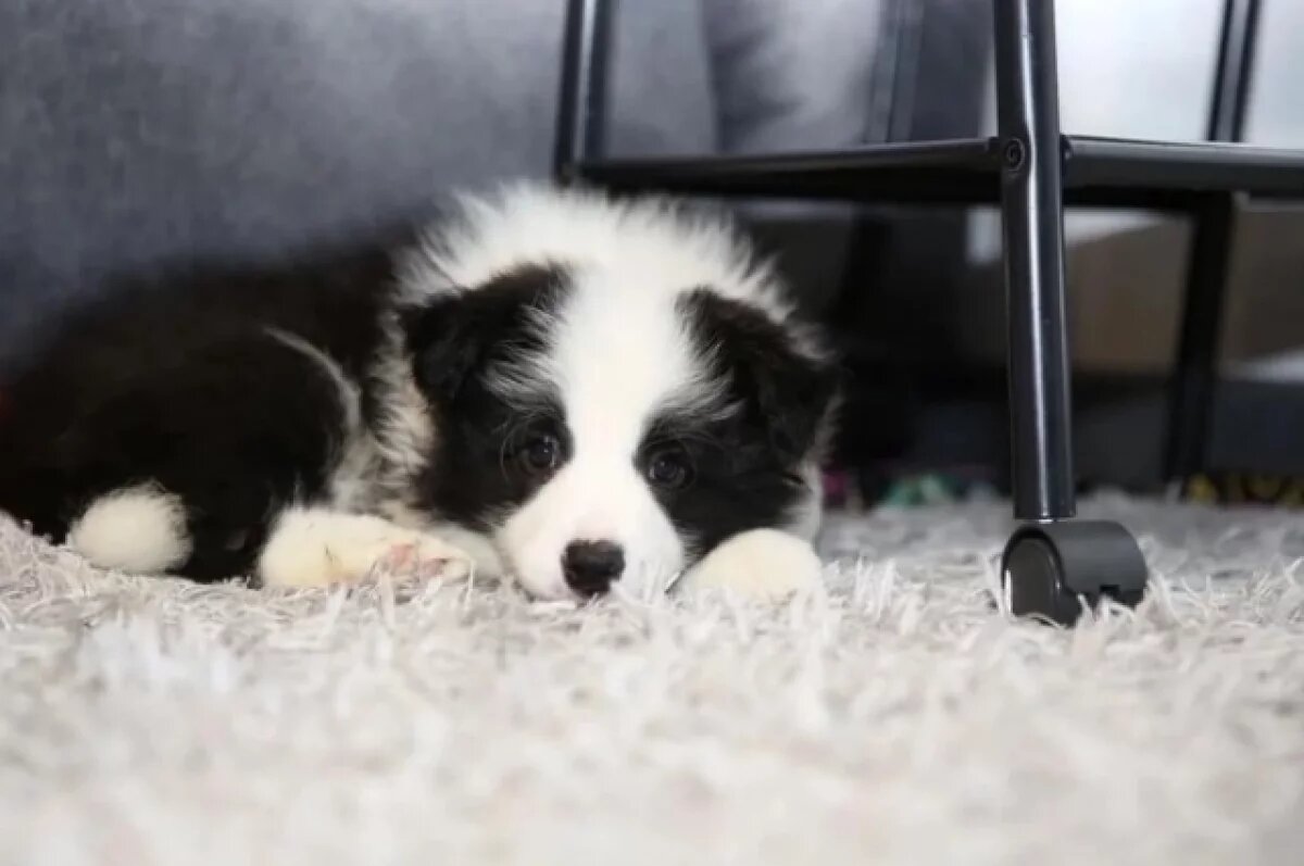    В Твери у умершего трёхмесячного щенка нашли коронавирус