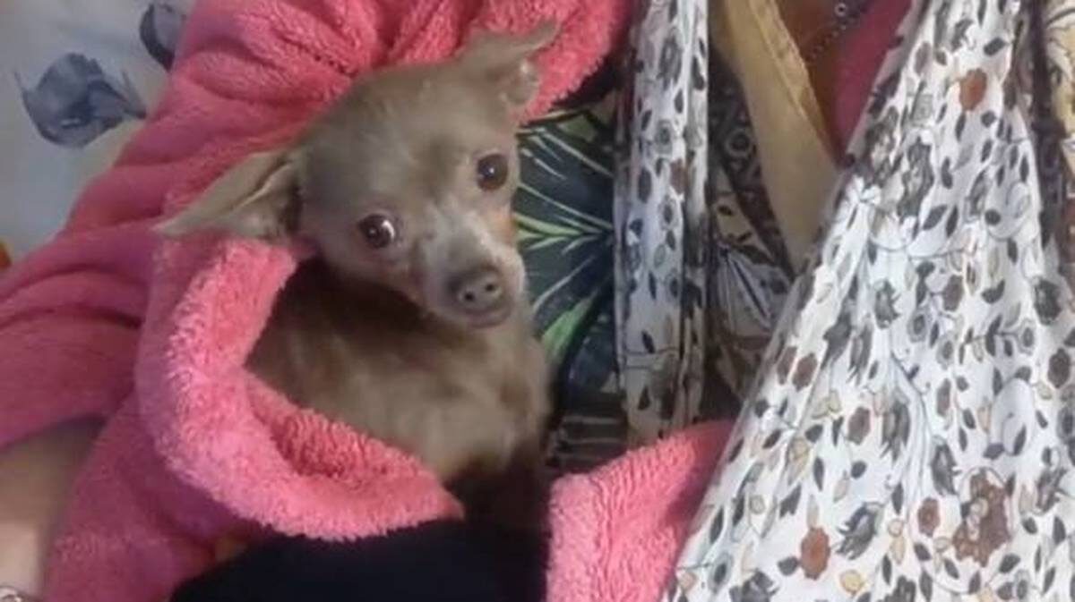    Фото: Скриншот видео Telegram-канал «Той терьер из электрички ДОМА»