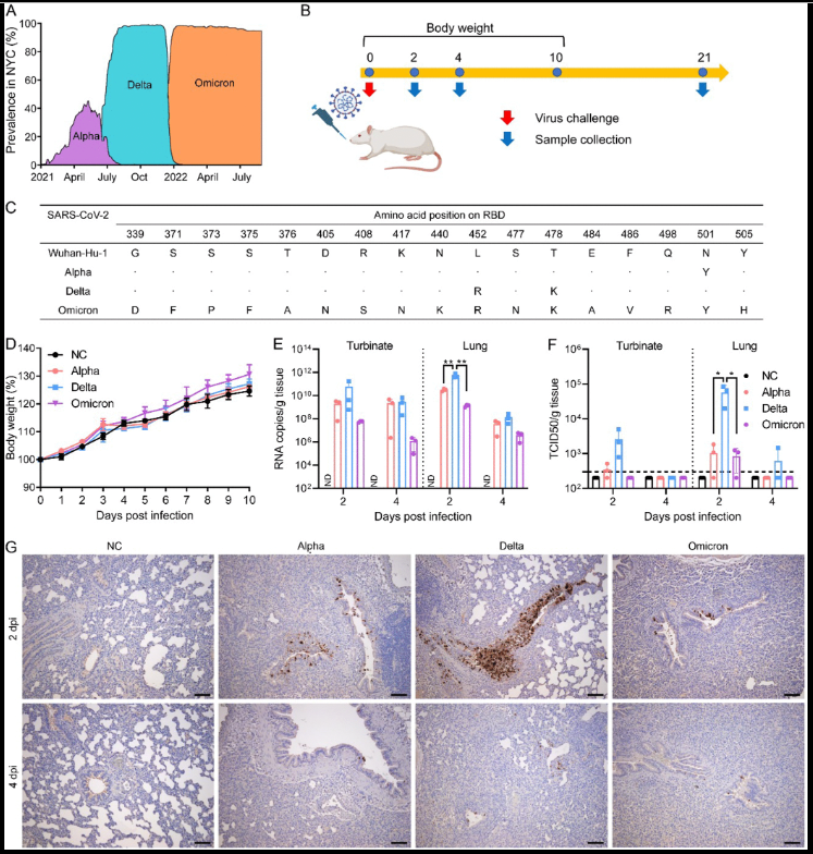 Иллюстрация из оригинала статьи
