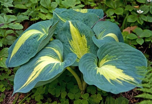 Тандерболт. Должна быть такой, фото из инета. 