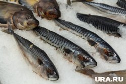 Рыбы охотского моря