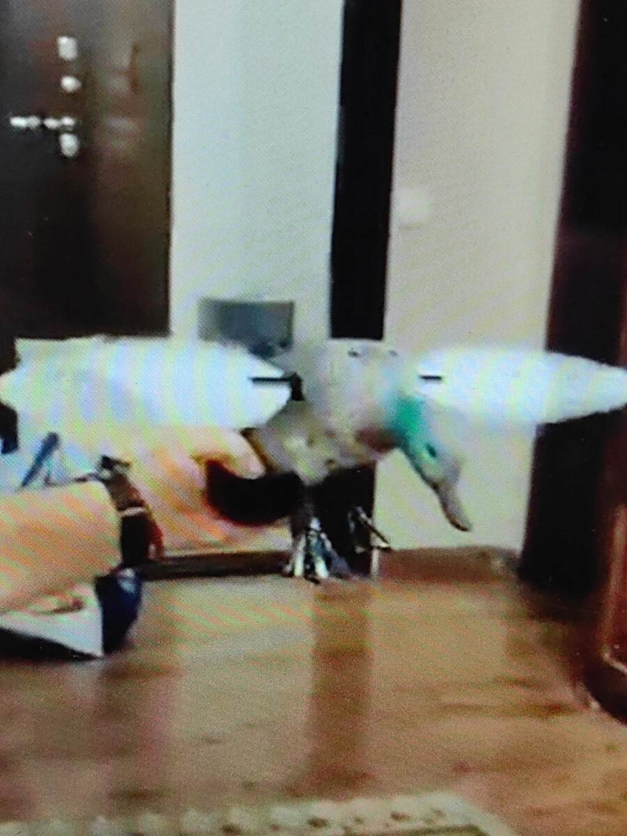 Испытание махокрыла-чирка в домашних условиях. Фото автора 