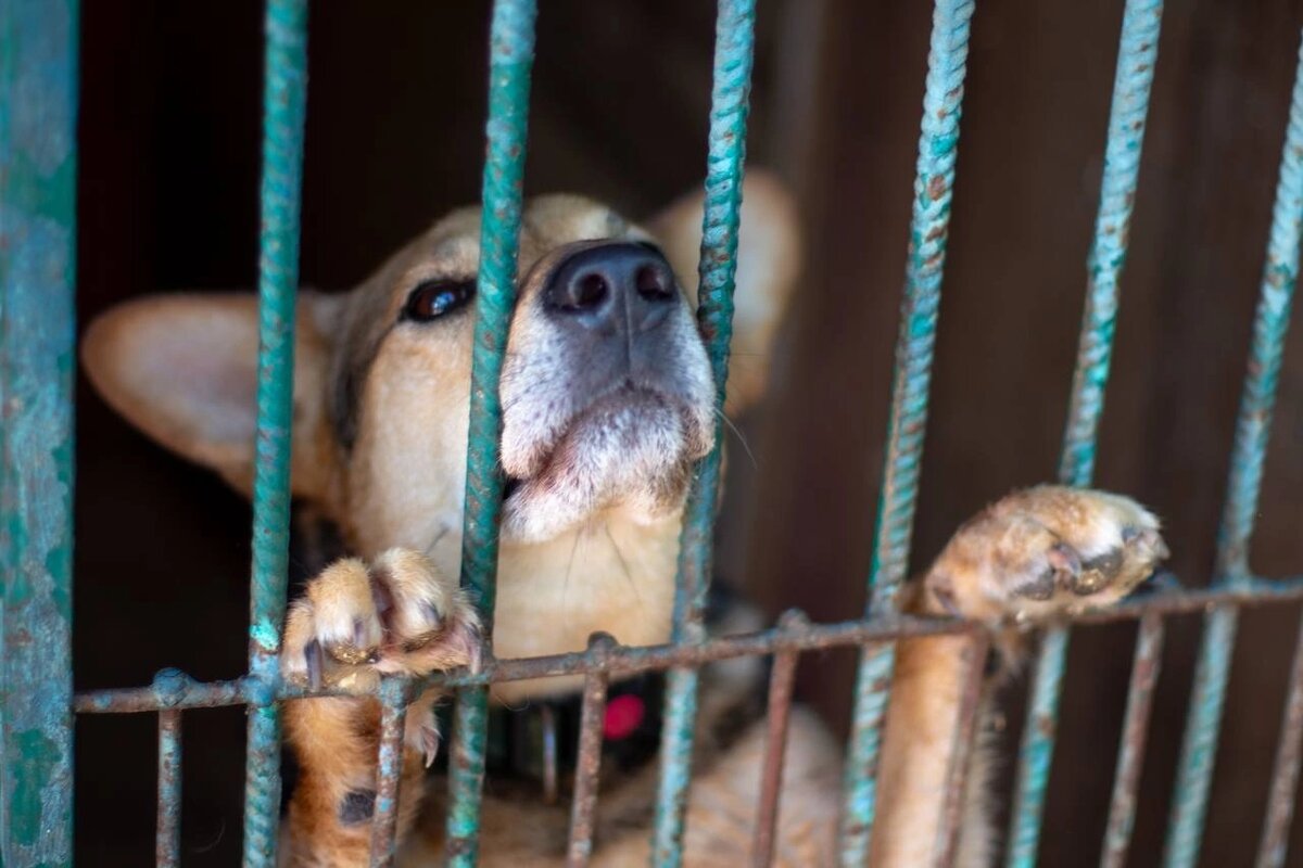 Чичерин из приюта Красная сосна