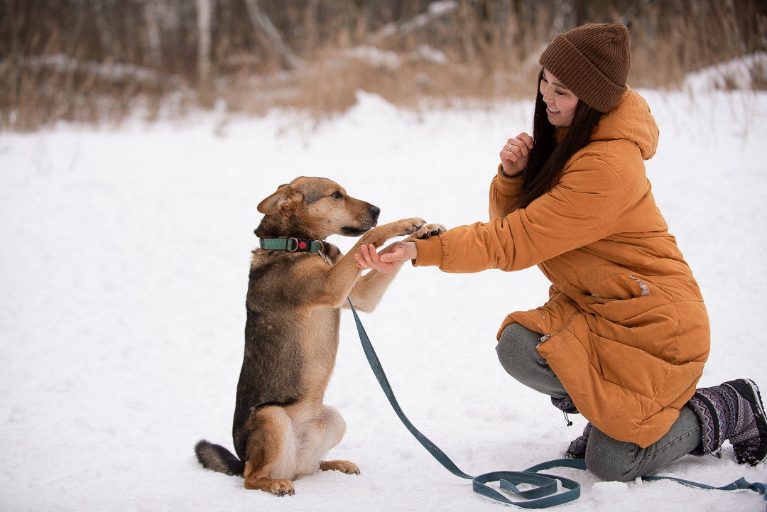 Чич размером с бигля, около 45 см
