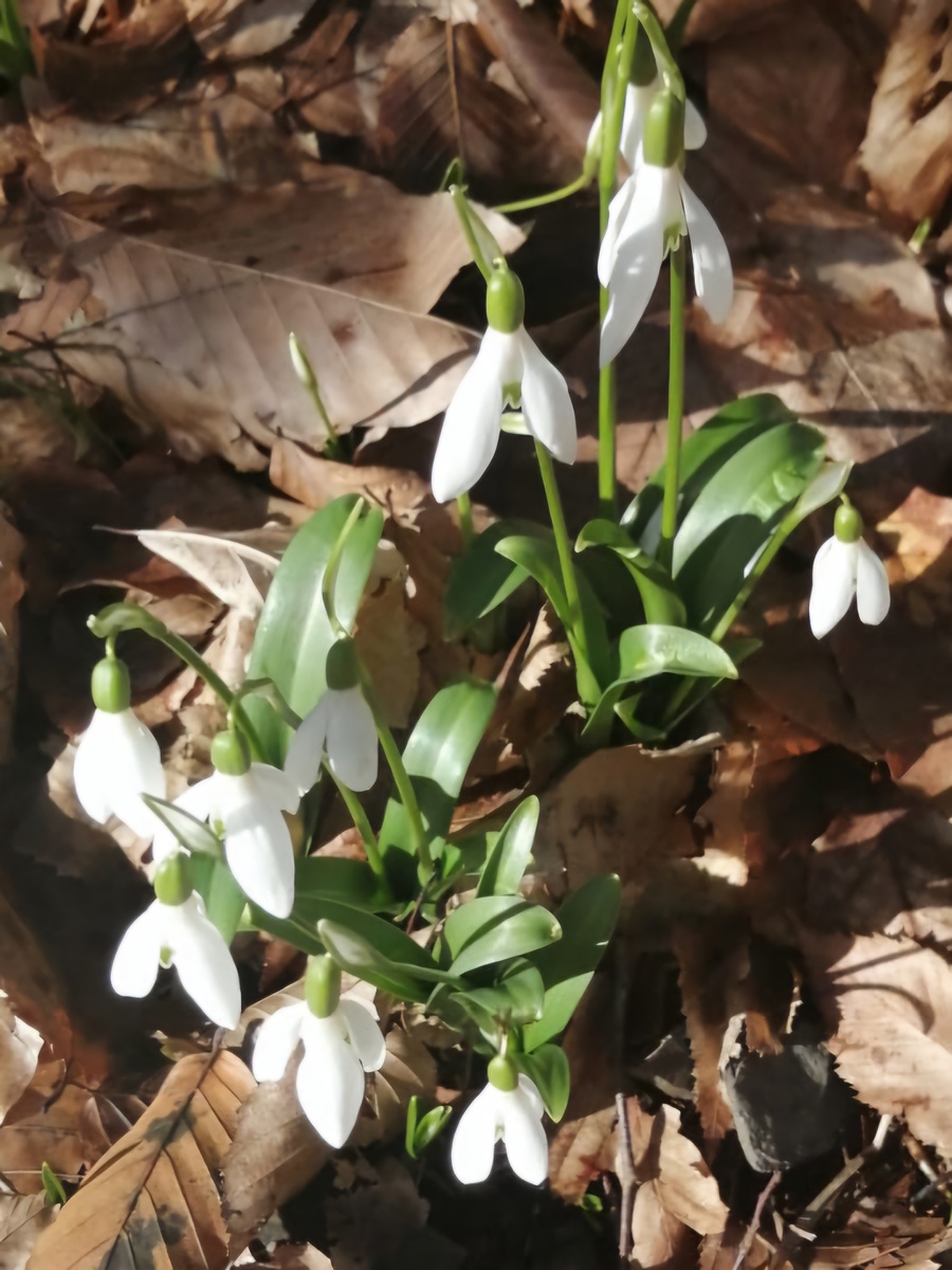 Подснежники. Фото из галереи автора