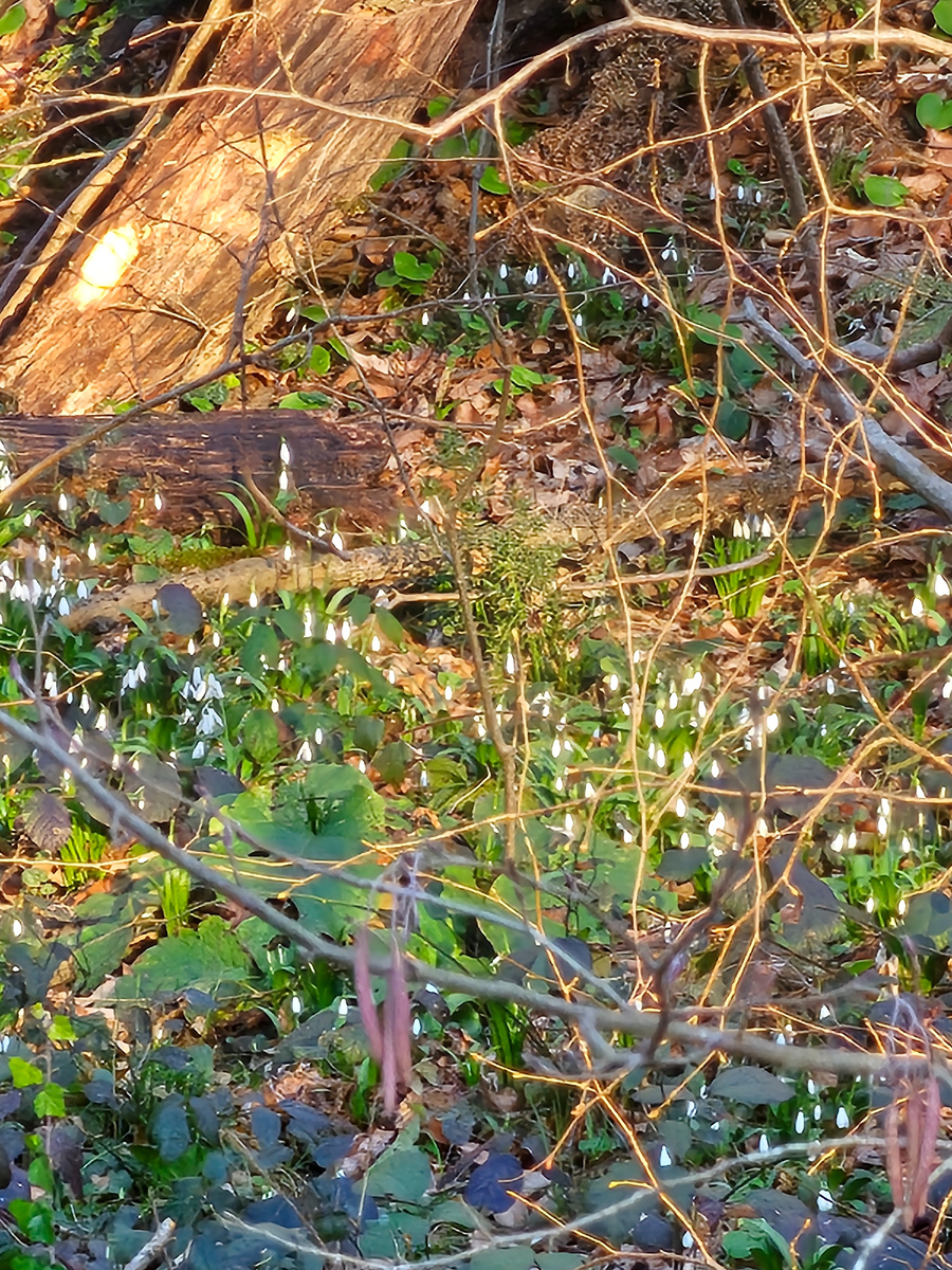 Подснежники на лесной полянке. Фото автора от 15.01.2025