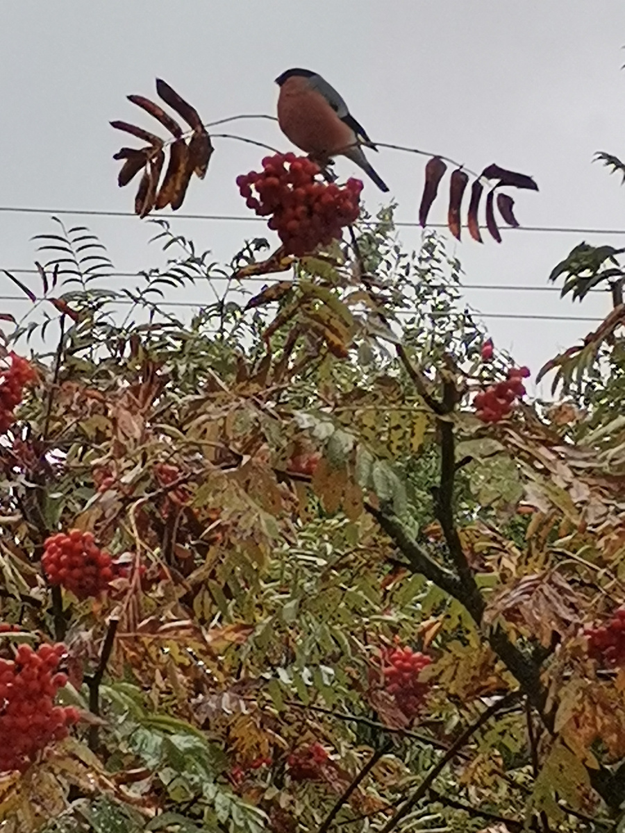 Символическая эволюция сознания... Фото автора.