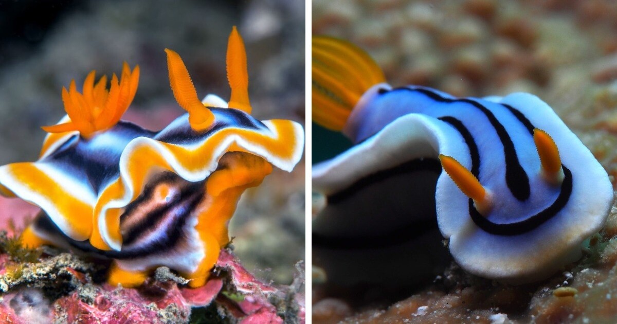 Wesley Oosthuizen Photography / Rickard Zerpe