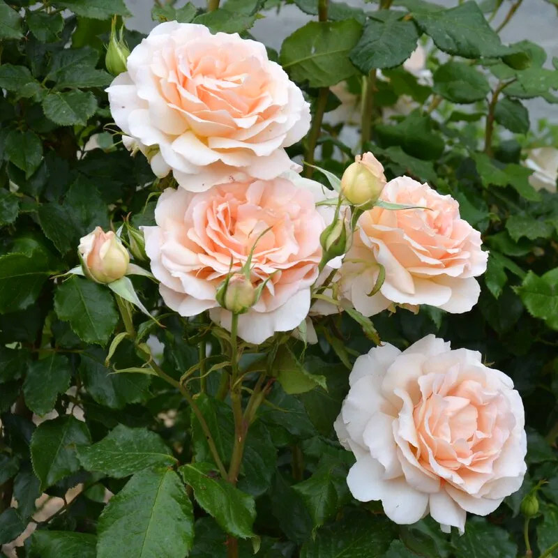 Чандос Бьюти