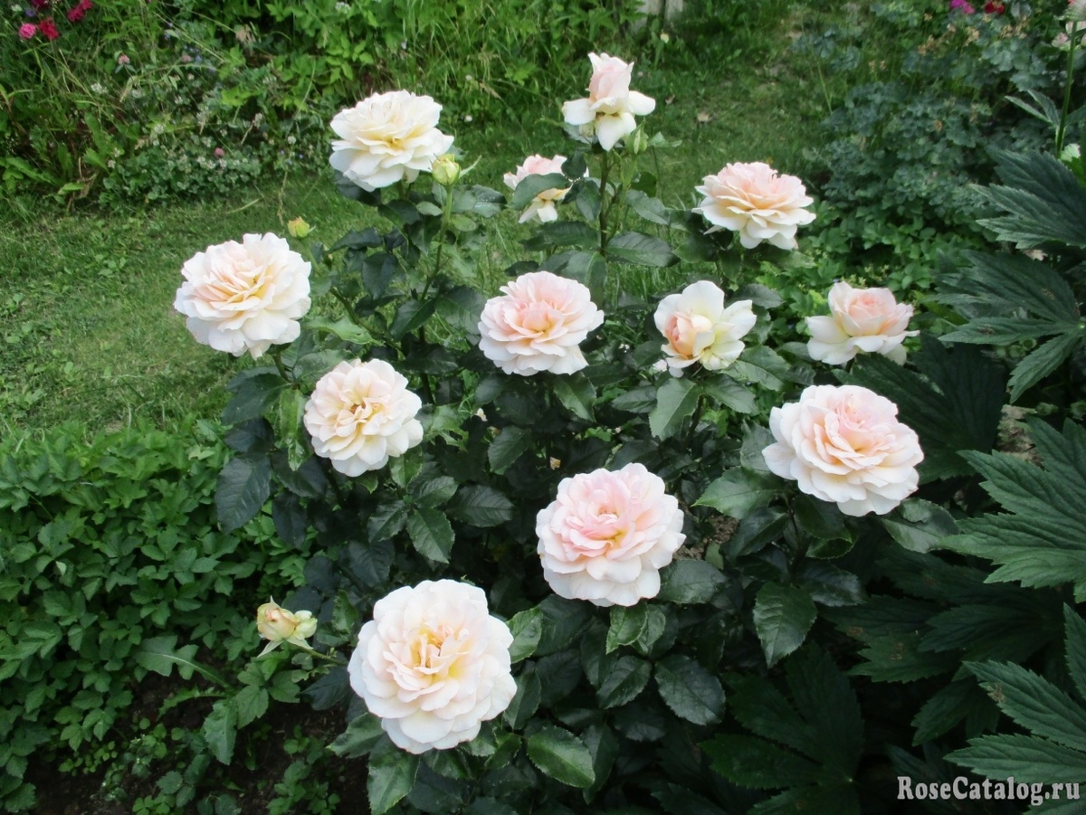 Красивый и гармоничный куст розы Чандос Бьюти.