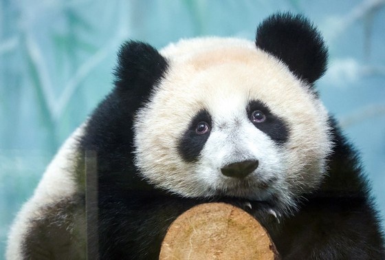    Панда Катюша