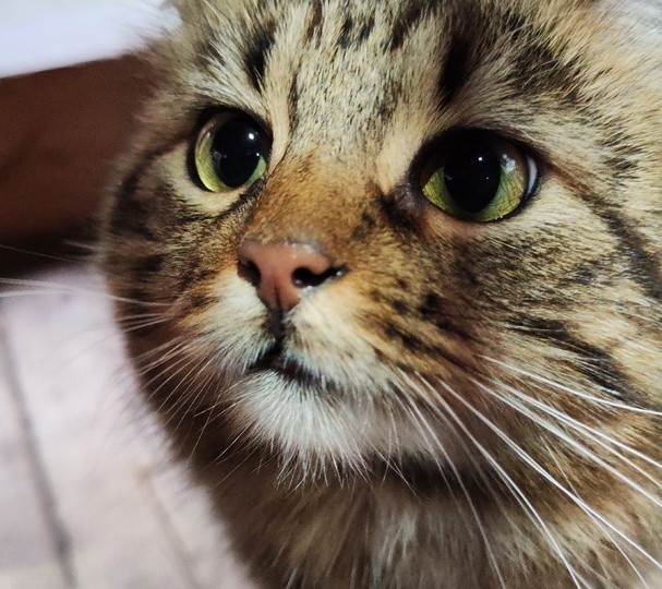 Апокалипсис и котики. Происшествие за кадром