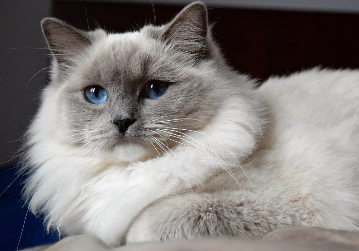 Главная особенность рэгдоллов, которая выделяет их среди других пород, — уникальная мышечная релаксация. Когда эту кошку берут на руки, она полностью обмякает, словно тряпичная кукла, что и дало породе её название (ragdoll – "тряпичная кукла" в переводе с английского). Это редкое свойство связано с особыми генетическими особенностями породы и их природной доверчивостью.