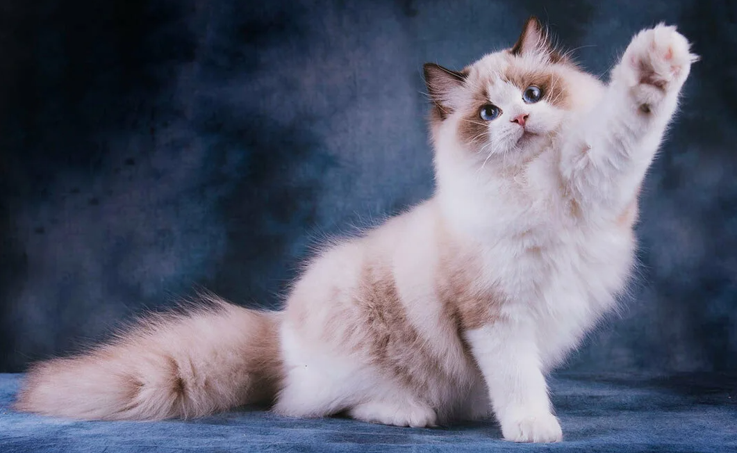 Рэгдоллы обладают необычно высоким болевым порогом. Они могут не сразу заметить травму или дискомфорт, что делает их очень уязвимыми — хозяевам нужно внимательно следить за здоровьем питомца, чтобы не пропустить возможные проблемы. Именно из-за этой особенности рэгдоллов не рекомендуется выпускать на улицу, так как они могут не осознать, что подвергаются опасности.