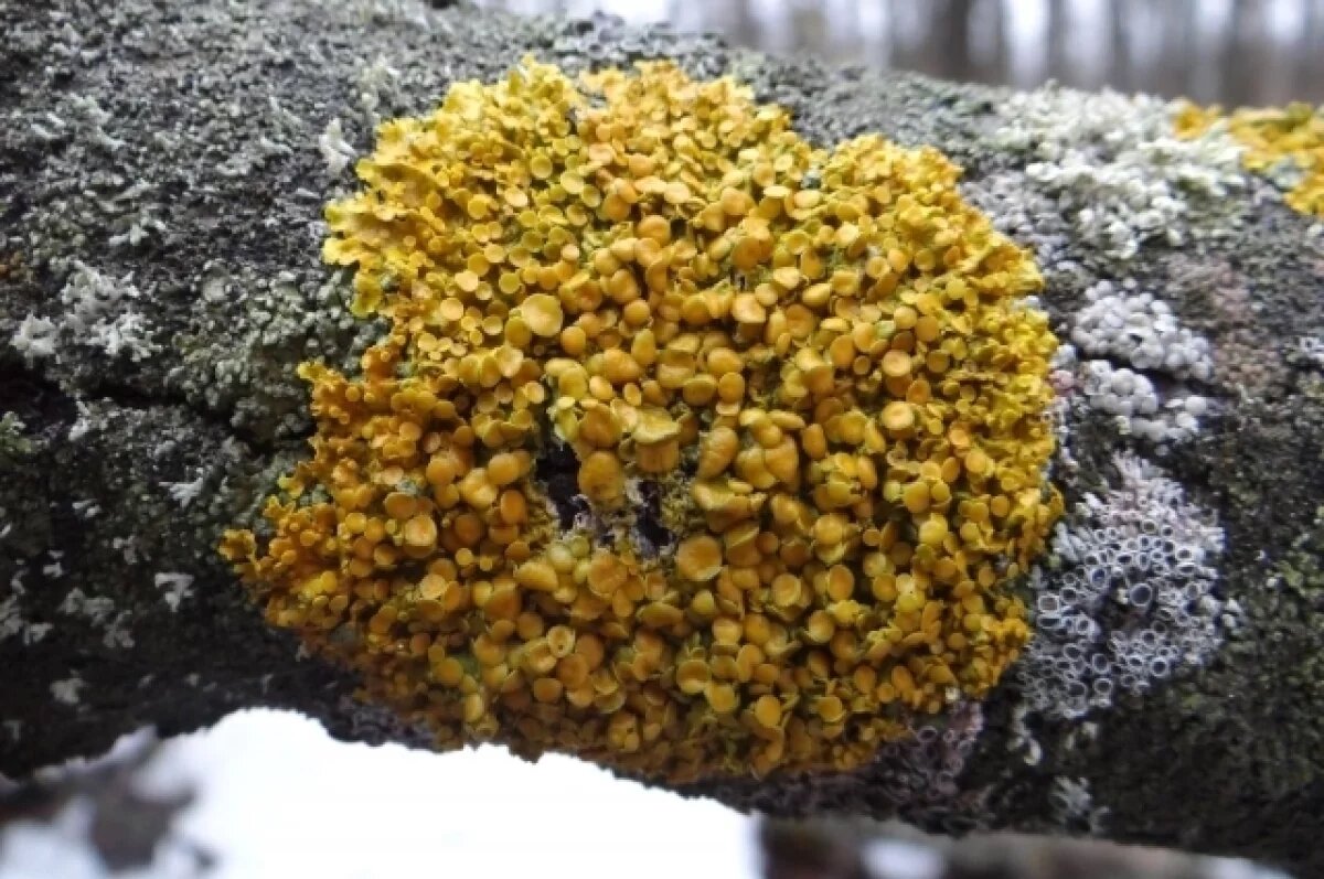    Тульские биологи рассказали, какие необычные грибы можно встретить зимой