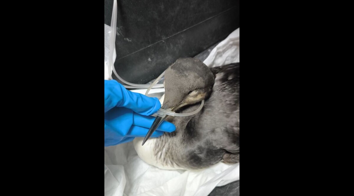 Фото: скриншот видео telegram-канала «Эколог Жора Каваносян»