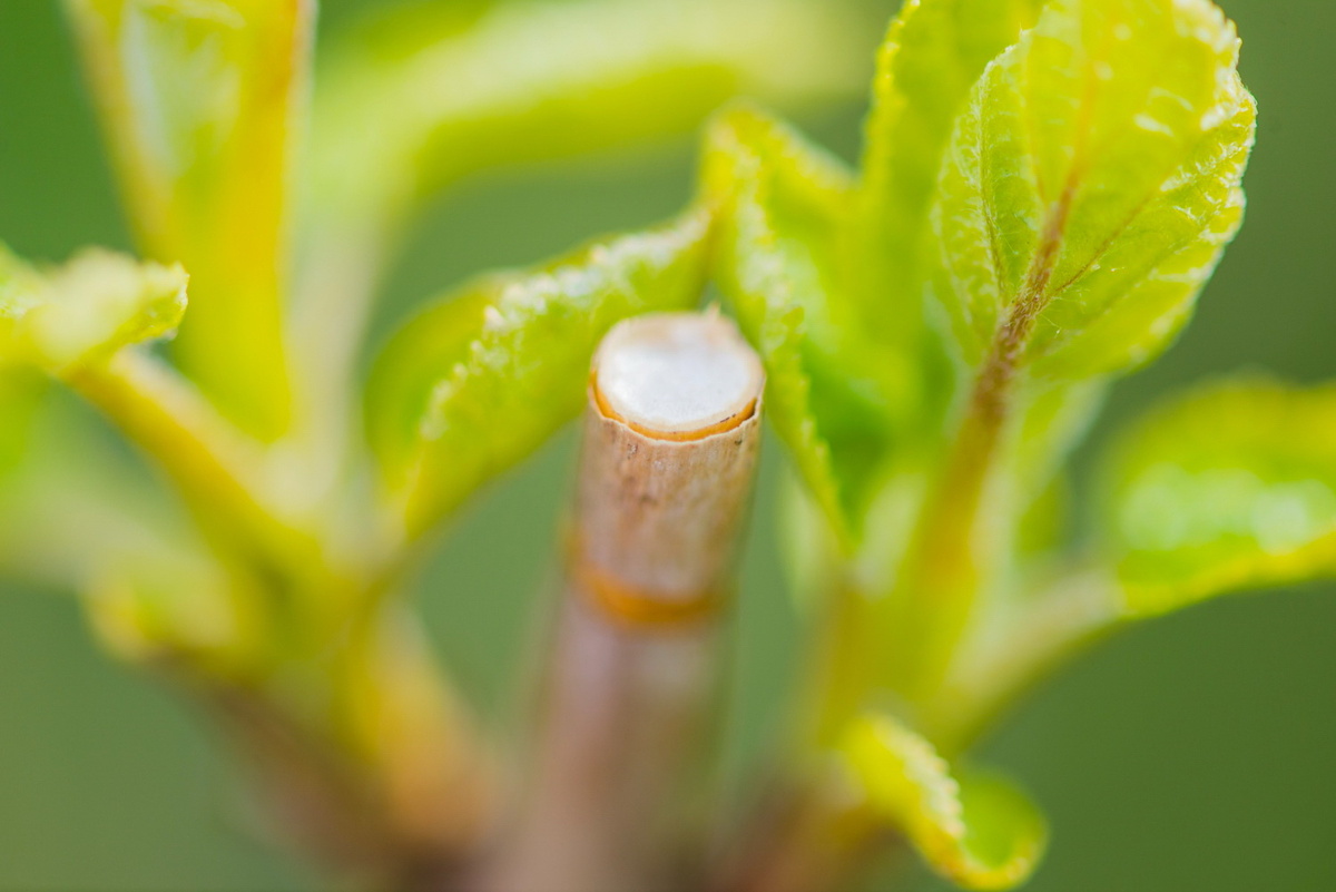 Срезать черенки нужно острым инструментом, срез должен быть чистым, без изломов