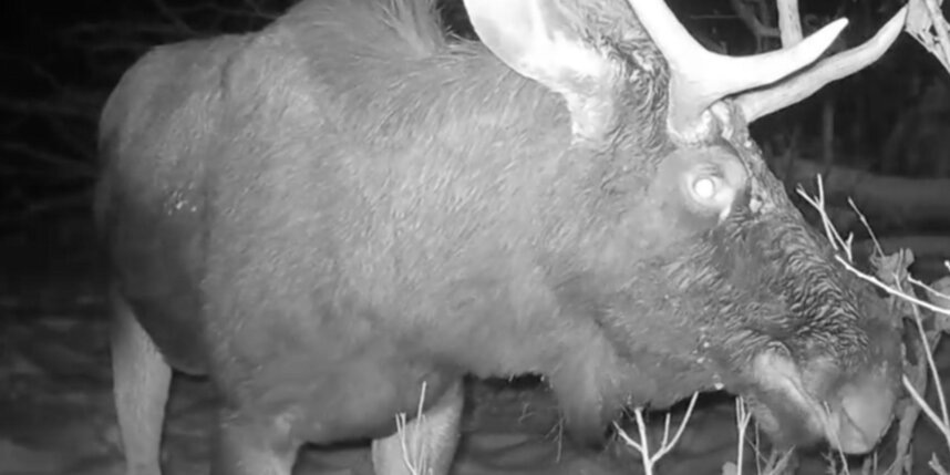    скриншот видео телеканала "Санкт-Петербург"