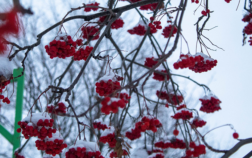   Новая снеготехника, колеи на дороге, случай с отцом-насильником: что обсуждают ижевчане в соцсетях 16 января