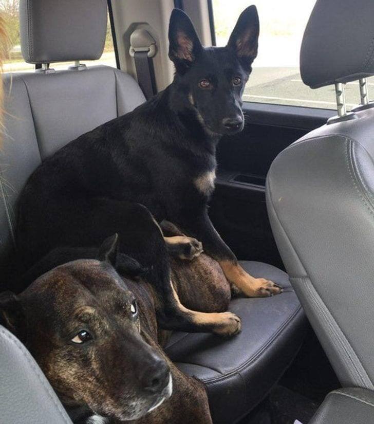  SelfInflictedPancake