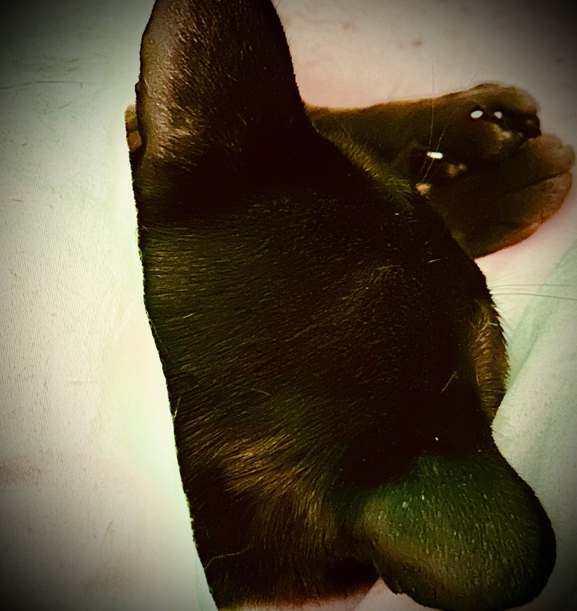 Дива под одеялом