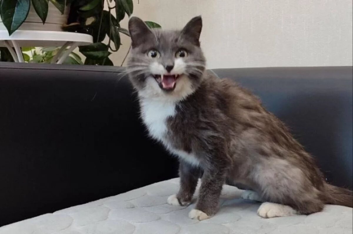    В Улан-Удэ спасли кошку, приехавшую из Кузбасса в вагоне с углём