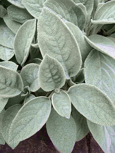 Шалфей и его защитная сила | Магические растения | Pink Witch