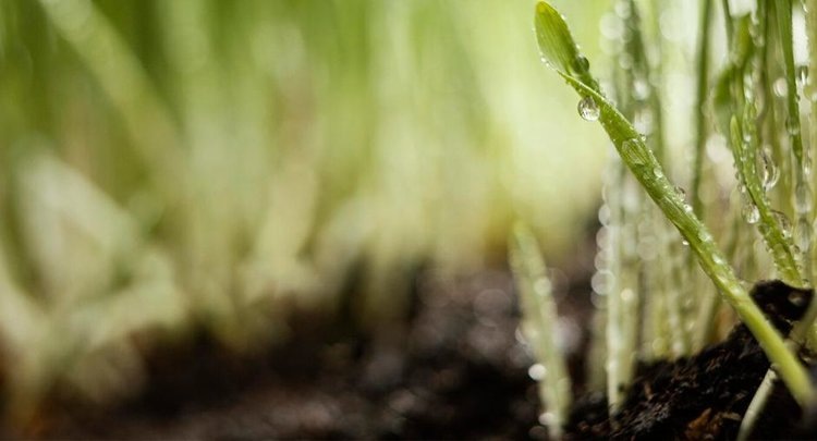    Как чувствуют озимые Дона 2025 и обзор зимующих вредителей