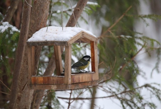    Фото: Олег Серебрянский