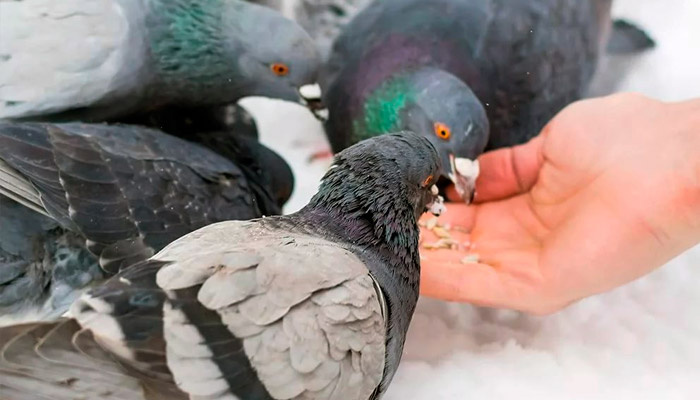 Остатками еды можно покормить птиц или животных. Фото: zverovod.info